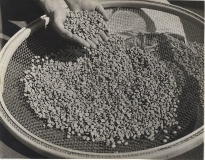 Coffee beans