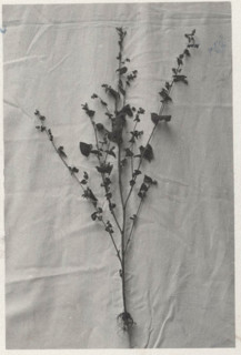 Buckwheat
