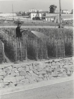 Carnations watering