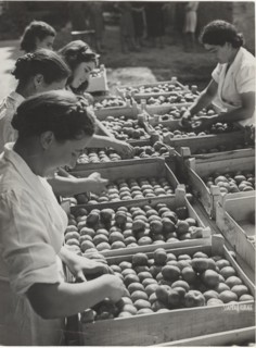 Boxes of tomatoes