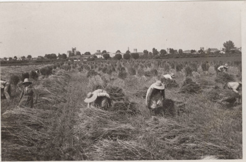 Villa Glori Wheat harvest
