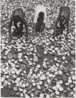 Copras  dried coconuts, used for oil and margarine. The copra is one of the main export products of Ceylon. The coconuts are opened with axes and let to dry in the hot sun. After a short while, the in...