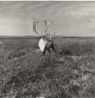 An exemplar of male reindeer soon before the mating season, when the skin covering its horns starts to fall