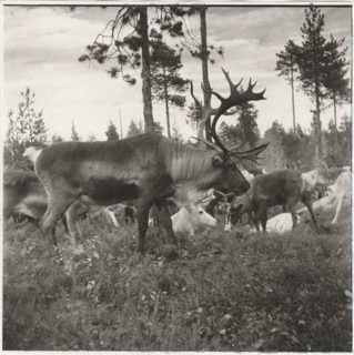 An exemplar of male reindeer during the mating season