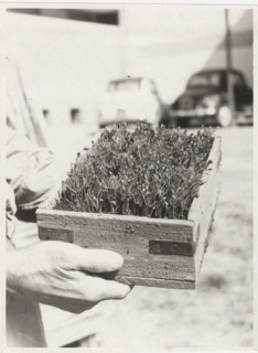 Pinus halepensis trees