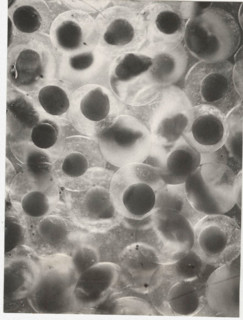 Eggs of whitefish