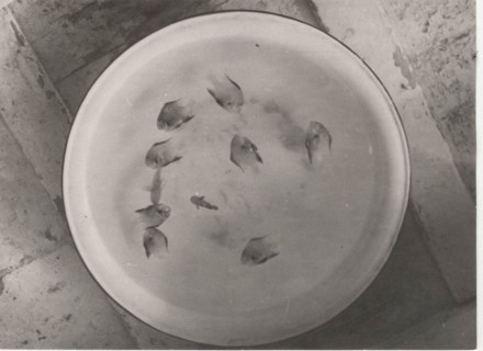 Madrepore's fishes die if removed from their coral
