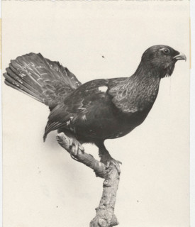 Grouse