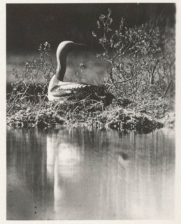 Loon