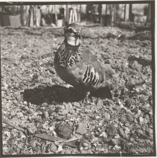 Red partridge
