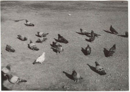 Pidgeons