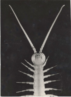 Lithobius melanops