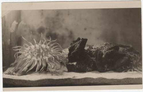 Actinia
