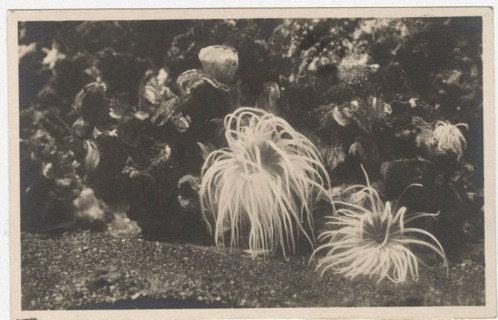 Actinia