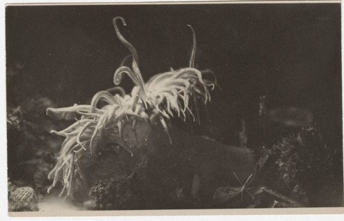 Actinia