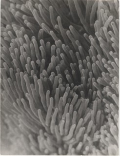 Actinia