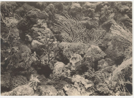 Gorgonian and corals