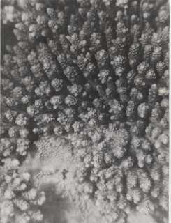 Red Sea shoals of madrepores