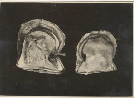 Pinctada Oyster