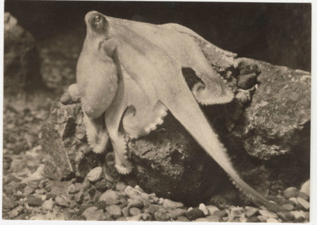 Octopus