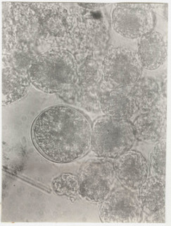 Glenodinium sanguineum