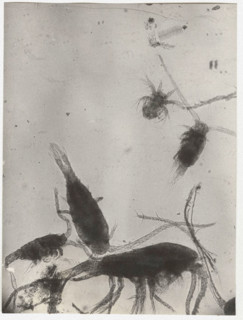 Eudiaptomus vulgaris