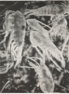 Eudiaptomus vulgaris