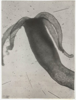 Hydra