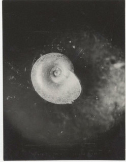 Planorbis carinatus. Shell