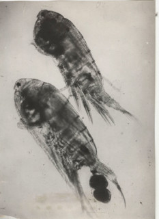 Eudiaptomus vulgaris, male and female