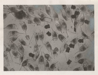 Keratella cochlearis and Codonella lacustris