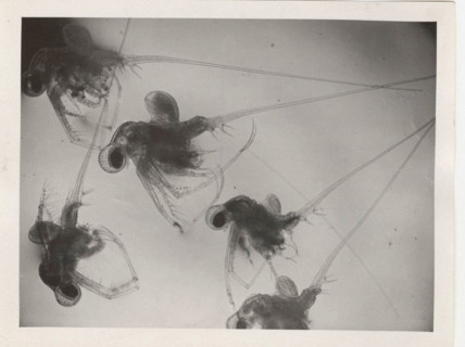 Cladocerean water fleas
