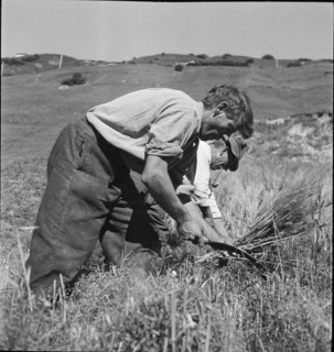 WW 2: grain crop, harvest in Tschamut 1941.