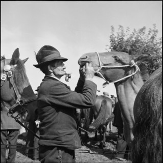 Horse market of Chaindon-Reconvilier, gaze into horse mouth, 1954.