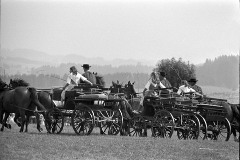 66th Marche-Concours Saignelegier, 1969.