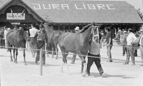 69th Marche-Concours Saignelegier, 1972.