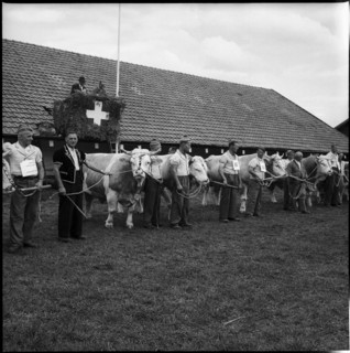 Breeding bull market, awarded specimen with owners, Berne 1960.
