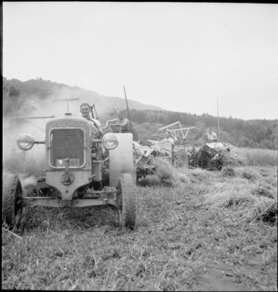 WW 2: oat crop, Allmend 1942.