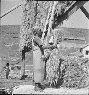 WW 2: grain crop, harvest in Tschamut 1941.