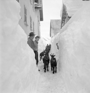Bedretto valley, evacuation  because of danger of avalanches 1951: Goats are brought away from