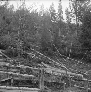 Zweisimmen, uprooted, damaged trees after fohn storm; 1962.