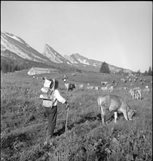 Saanen 1940; Mountain farmer with cattle.