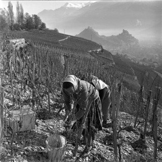 Late vintage to produce Eiswein in Diolly sur Sion, 1962.
