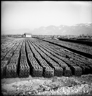 Peat  piled up, Rheintal 1949.