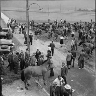 Horse market of Chaindon-Reconvilier, 1952.