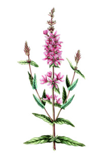 Lythrum salicaria