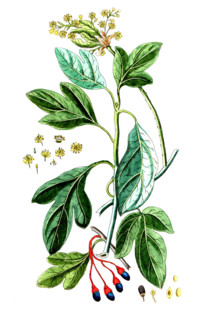 Laurus sassafras