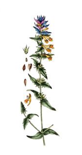 Melampyrum nemorosum