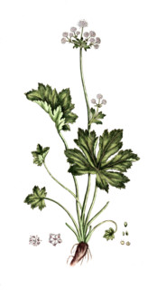 Sanicula europaea