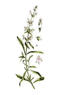 Stachys recta